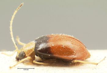 Media type: image; Entomology 18460   Aspect: habitus lateral view